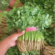 香菜河南鐵桿帶根凈重新鮮蔬菜農家種植清涼菜現拔現發1/3/5斤