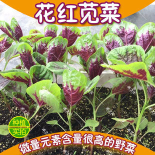 �{�˷N�Ӵ�ȫ�N�Ѳ��ļ�Ұ���Ѵ��ﶬ���N���{�����{�˷N���r��