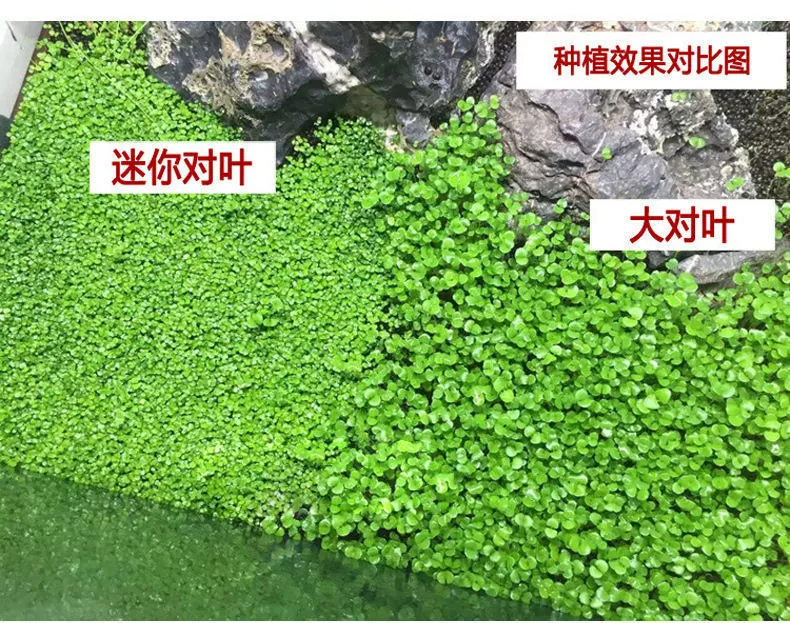 Аквариумная водоросль, говядина, трава, трава, живое тело, водная база водный ландшафт, декоративные ленивые семена для очистки качества воды семя семя mud