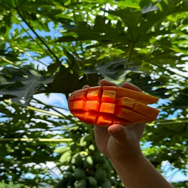 番薯类;柑桔;苹果