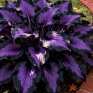 �羳������G���^�p���ܷN���̨ͥԺ���������׻��N