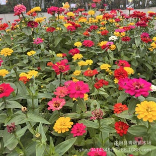 Zinnia Seeds, Flower and Herb Seeds, Direct Sales from the Origin, Excellent Varieties, Price Discounts