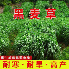 黑麦草种子高丹草苏丹草高产耐寒耐旱牧草种籽畜牧养殖喂鸡牛羊鱼