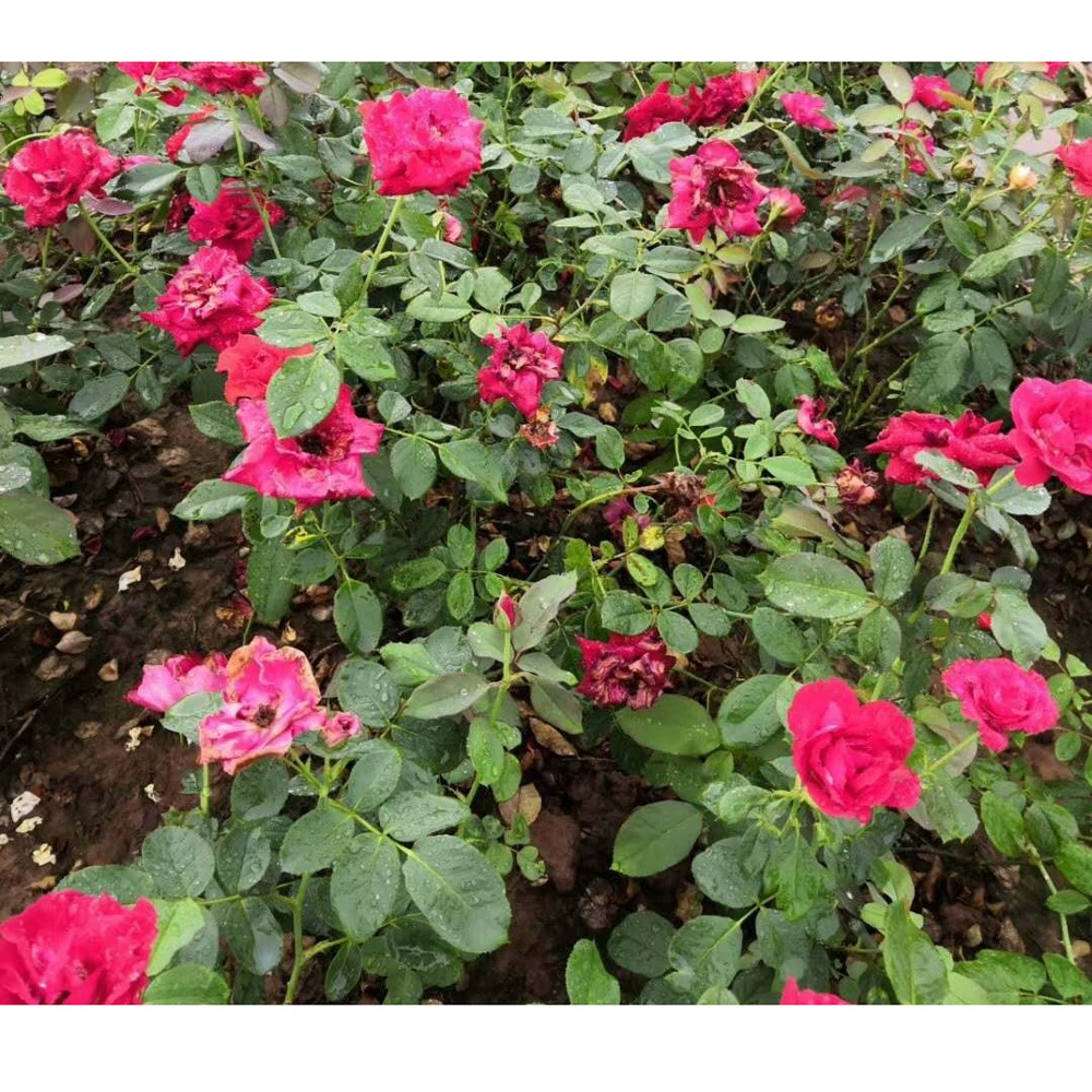 Детские Прямая Пакетная Роза Рассада Оптовая Мини Роза Алмазная Роза Многоцветная Роза Оптовая