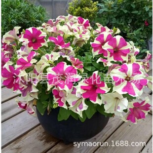 ����ţ�� �ر��ݻ���r��ܾGֲ���Լ��갫��ţ��ͥԺ�^��ֲ��