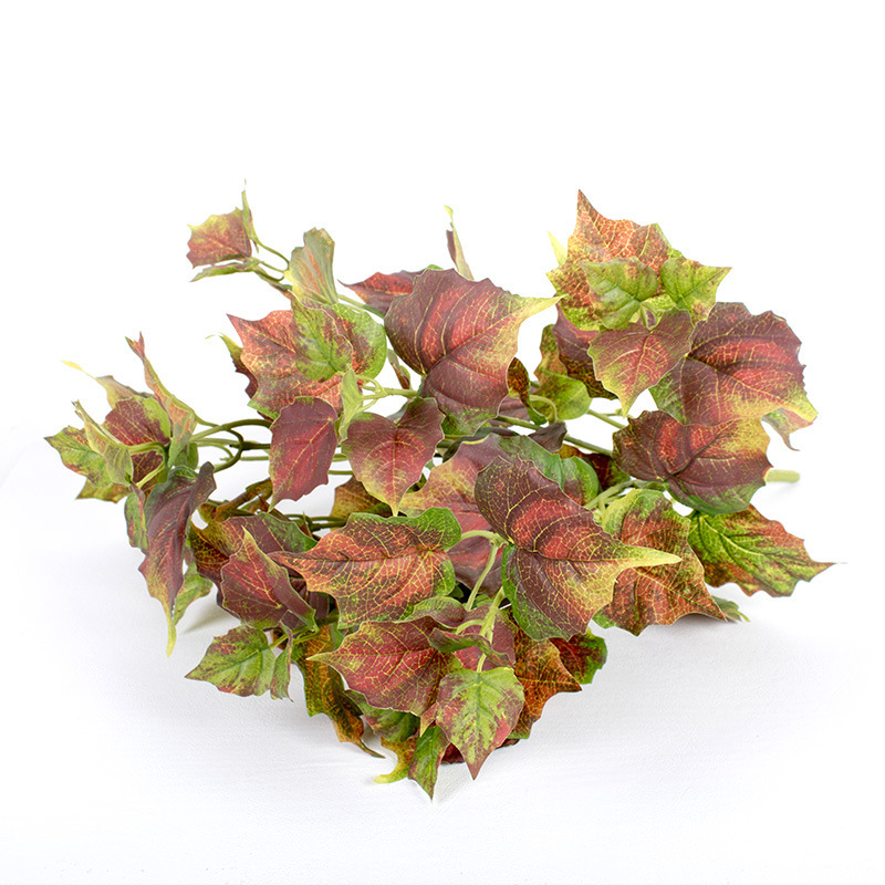 10 enredadera de otoño