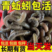 �~�D������r����w�������D�S�X�������������������������l