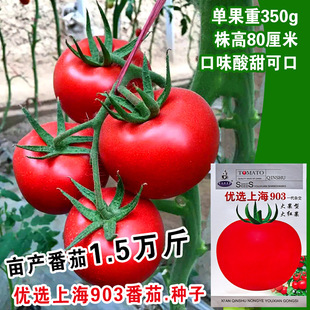 ���ѷN�Ӽtţ���t���N�Ӵ�t��Ӳ���߈A��������Ӳ���A�\�����߮a