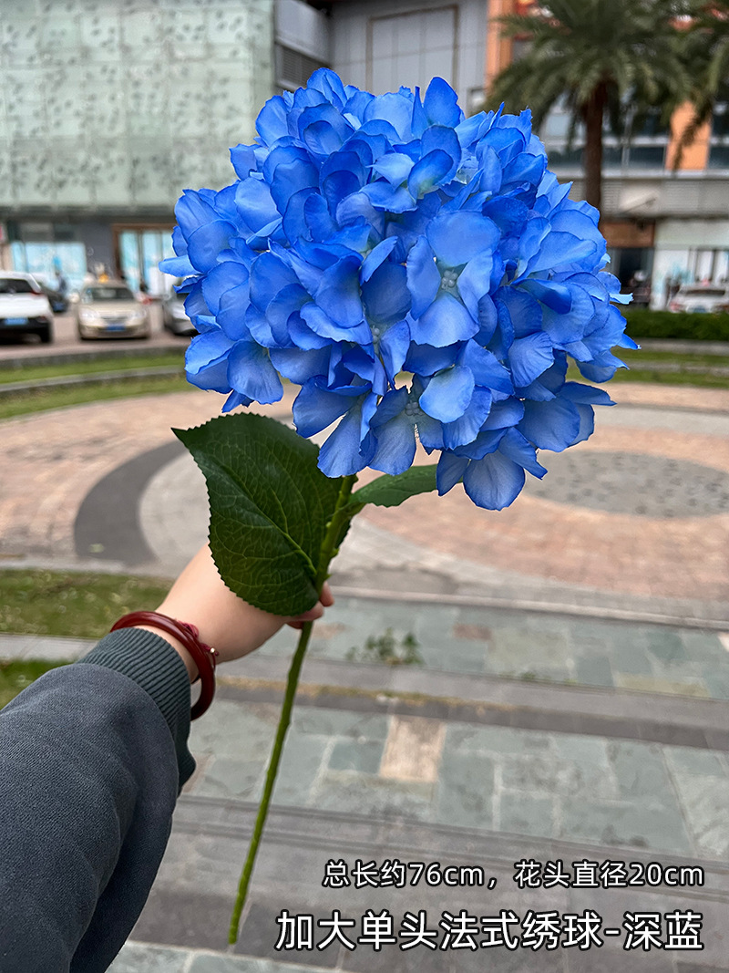 Hortensia americana extra grande de una cabeza azul oscuro