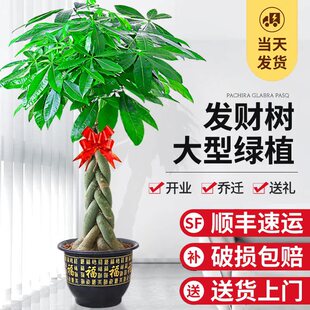 Money Tree Potted Indoor Easy to Grow Large Money Tree Green Plant Living Room Office Housewarming Opening Flower Bonsai