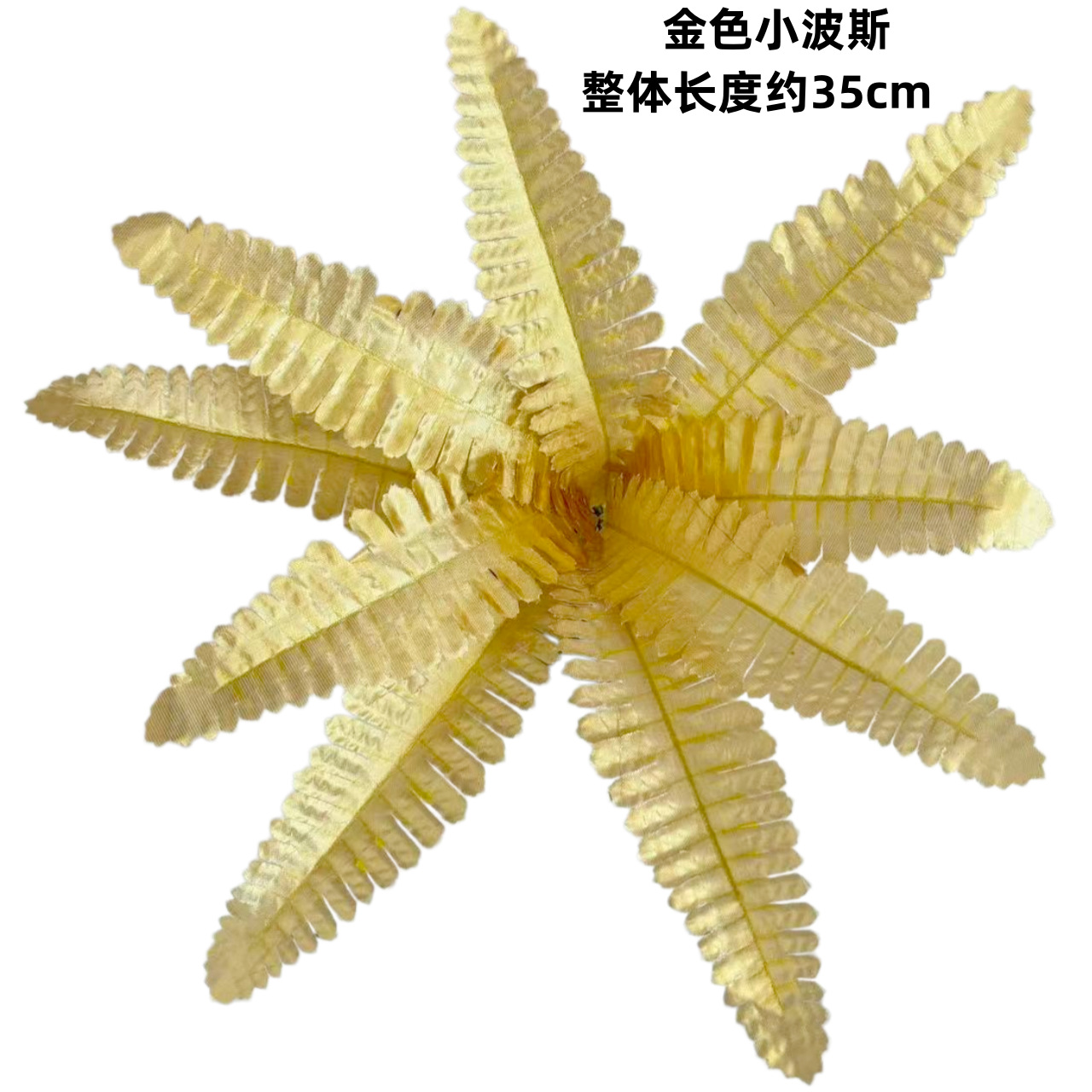 9葉ゴールデンペルシャ（小葉）