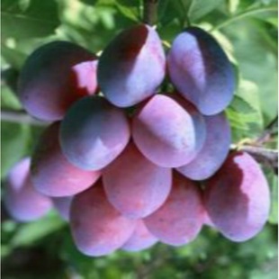 ��÷Ů�������ľ���l �޽ӷ��m�����Ә��� ����÷��ζ���|Ӳ�x��