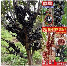 正宗四季结果嘉宝果树苗庭院南北种植盆栽艾斯卡沙巴树葡萄苗