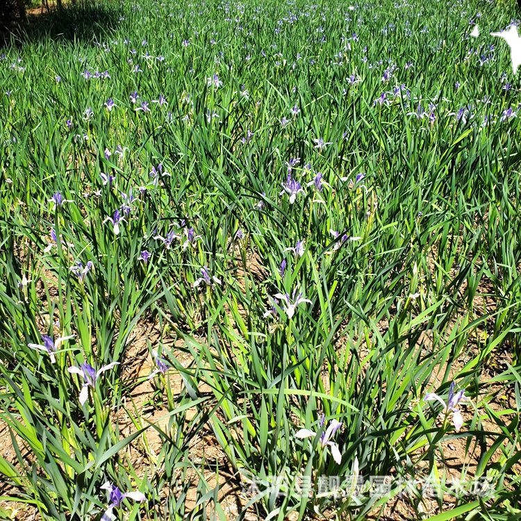 蒙古马兰 花期长 马蘭花图片 多年生宿根草本 护坡种植 苗圃直销