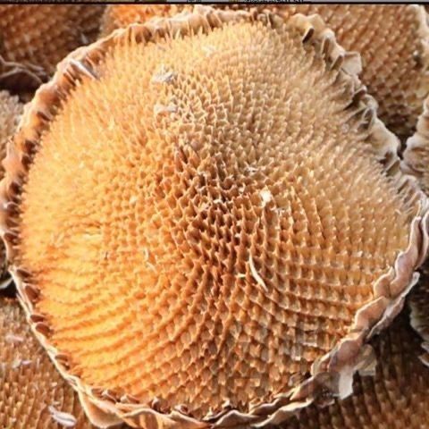 Dried Sunflower Flower Disc Kui Hua Pan 100g Sliced Herbal Material for Decoction and Tea quality and texture