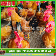 ������ֱ�u����S�u����wһ���g���S�u�L�ٿ��m���r���̷��B���u