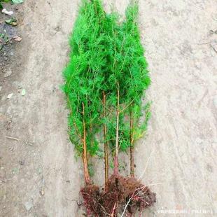 ���ڂȰؘ�������Ȱؘ���A���ɘ䌚����������G��ֲ�九����