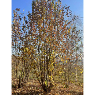 �ɹř� �����ɹř� �@�ֹ��@�G�� Ԫ���� ��l�� ���~�� ����