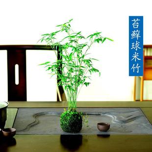Indoor Ornamental Plant Rice Bamboo Moss Ball Potted Creative Desktop Landscaping Air Purification Air Purification Bonsai