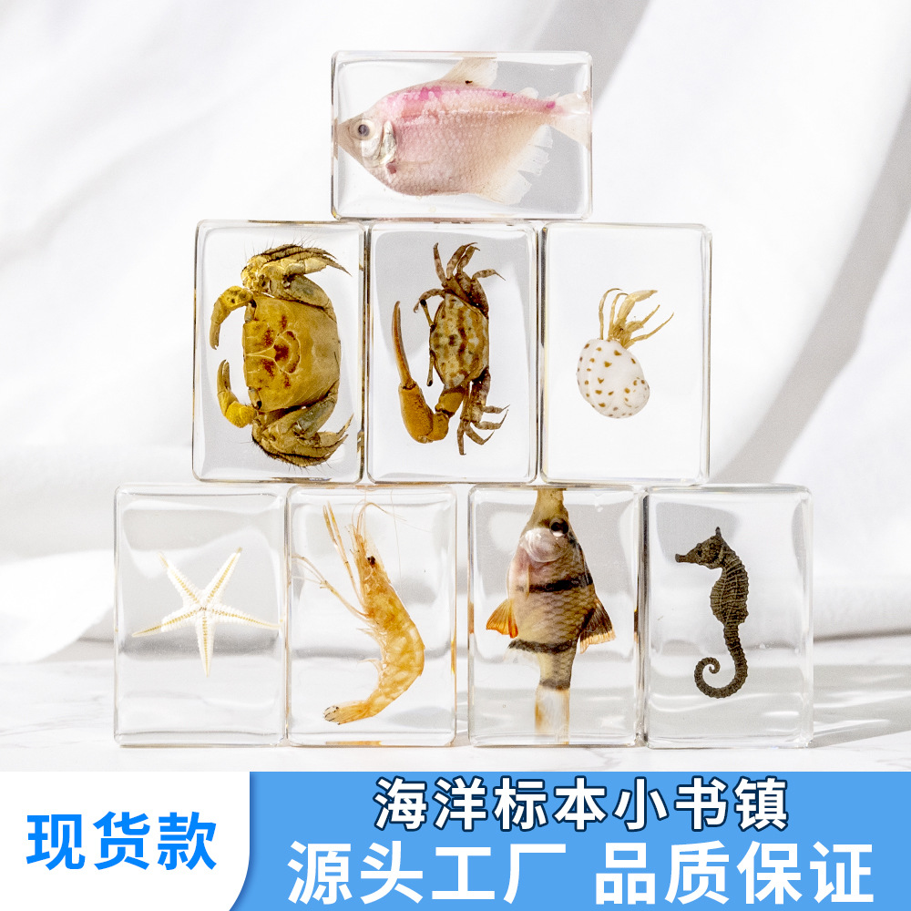 工厂货源海洋生物自然认知长方体小书镇树脂工艺品摆件礼品