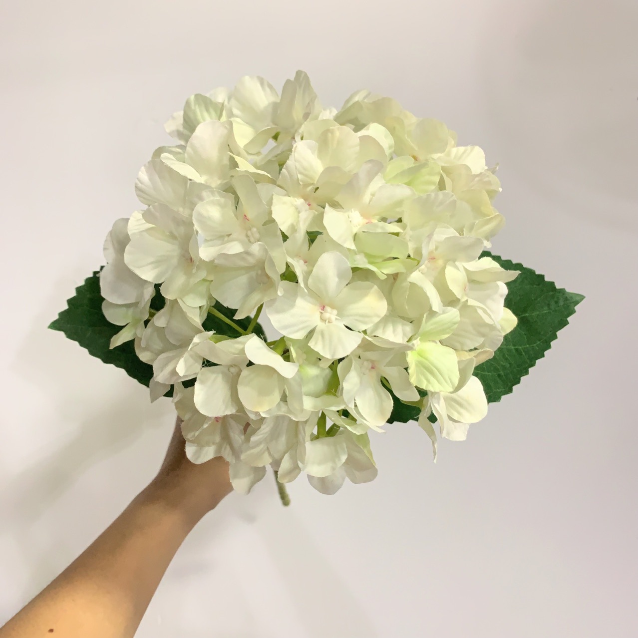 아이보리