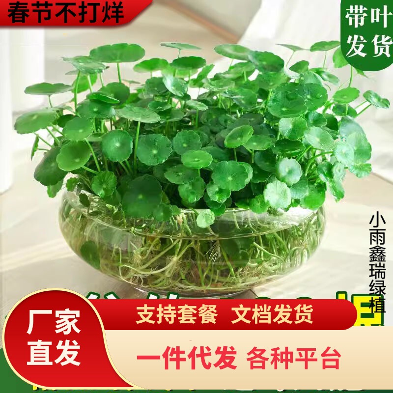 Dropshipping of Pennywort Hydroponic Plants for Lazy People, Indoor Living Room Small Green Plants, Potted Pennywort Four