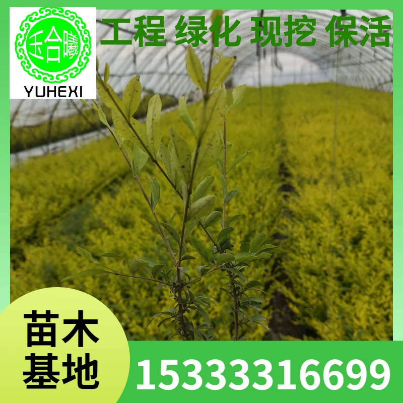 Кормушка для рассады, рассада в торфяных горшках, самшит, водный воск, краснолистная слива, водный воск Forsythia Golden Leaf