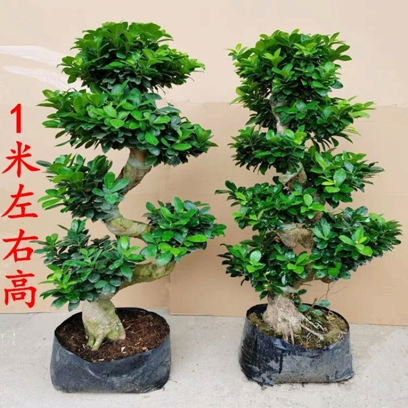 大型小叶榕树S造型8字盆景盆栽室内四季常青气根客厅植物人参老桩