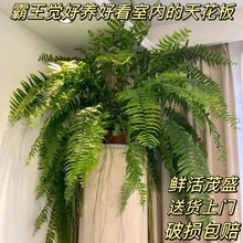 霸王蕨波士顿蕨大盆长叶垂吊肾蕨客厅室内盆栽雨林绿室内天花板