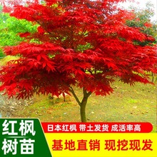 红枫树苗四季红庭院别墅北方种植物盆栽绿化正宗名贵耐寒耐旱绿化