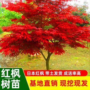 �t�������ļ��tͥԺ�e�������Nֲ�����ԾG���������F�ͺ��ͺ��G��