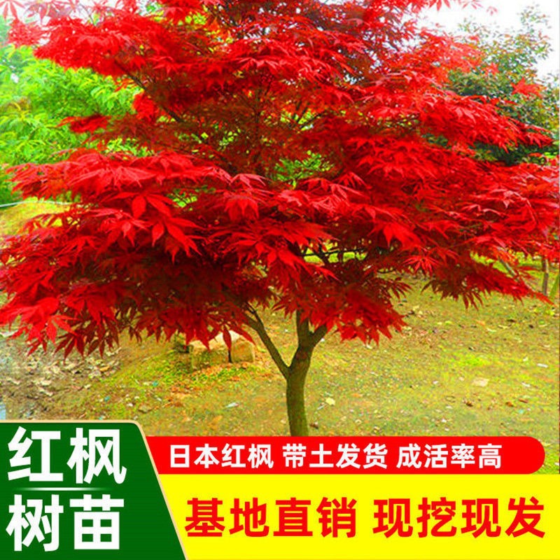 红枫树苗四季红庭院别墅北方种植物盆栽绿化正宗名贵耐寒耐旱绿化