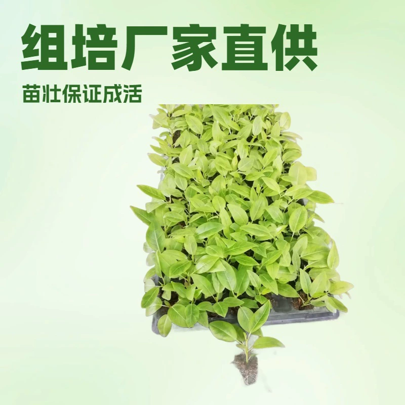 Прямые поставки с фабрик по выращиванию растений из тканевых культур: зеленые растения в горшках, богато зеленые фикусы, золотые фикусы, подходят для ландшафтных проектов, вечнозеленые и простые в уходе.