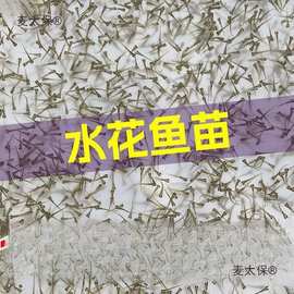 水花鱼苗批发鲫鱼鱼桂鱼大头花鲢白鲢青鱼鲤鱼武昌鱼翘嘴鱼麦太保