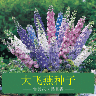 飛燕家庭種子圖片 海量高清飛燕家庭種子圖片大全 阿里巴巴 飛燕家庭種子圖片 海量高清飛燕家庭種子圖片大全 阿里巴巴