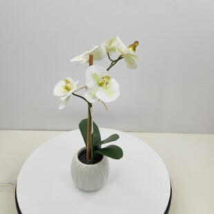 �S��ֱ�N�����m���Է��滨  �zӰ���� �Ƶ겼�� �Ҿ��b�绨�ܻ���