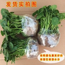 水培植物 铜钱草 金钱草办公室桌面盆栽花卉室内绿植净化空气