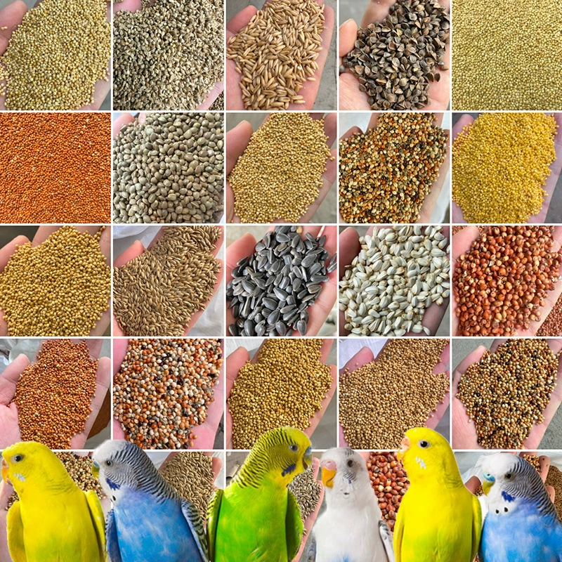 Избранный попугай, птичий корм, голубиный корм