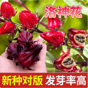 �t��k�N�������񻨷N���ļ��t��÷��N��õ���ј��������ļ��_��