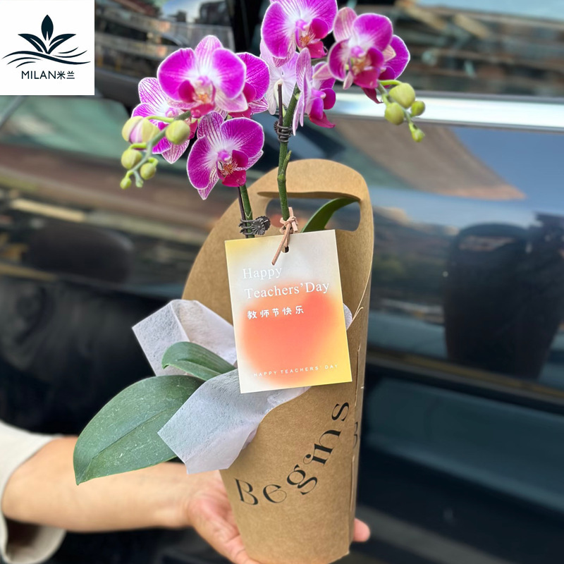 ins油画风教师节手提花盒蝴蝶兰盆栽花束包花礼物盒 向日葵包装盒|undefined