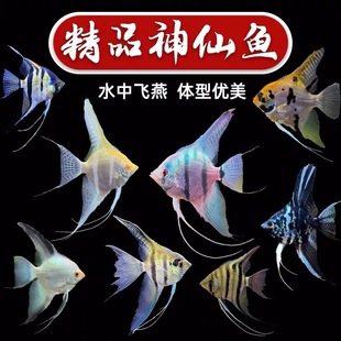 �����߲������~���w�^�p�~���~�����t�^����ī��С���~���ײͰ��]