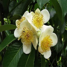 散装木荷种子林木种子木荷树种 荷木荷树种子 园林绿化行道树种子