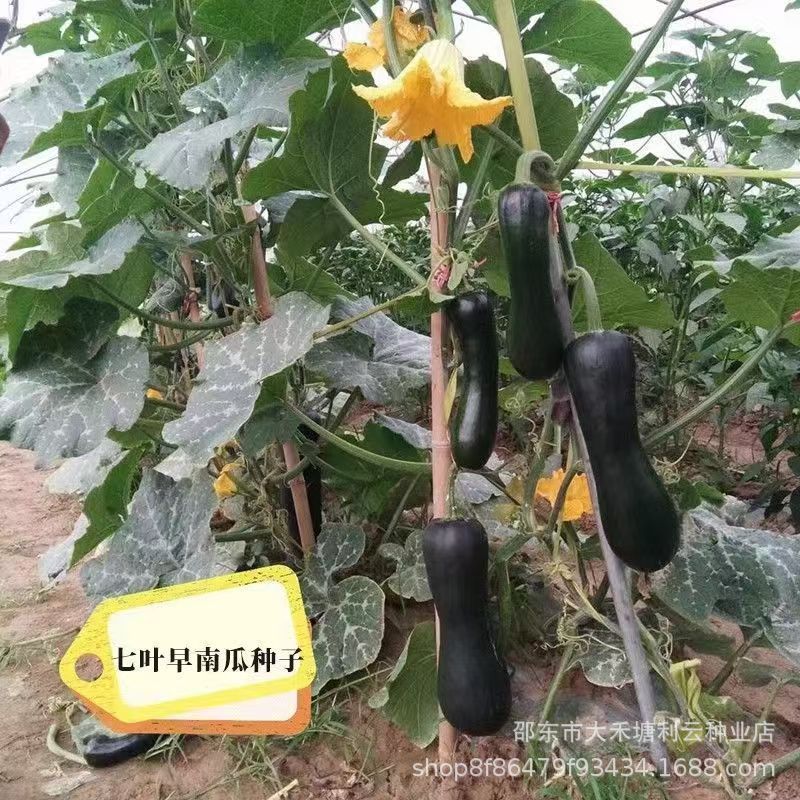 七叶早南瓜种子早熟老品种好吃花皮吊瓜种籽春夏秋四季蔬菜种孑