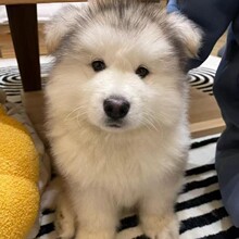 纯种阿拉斯加幼犬价格雪橇犬熊版阿拉斯加犬灰桃大型犬巨型宠物狗