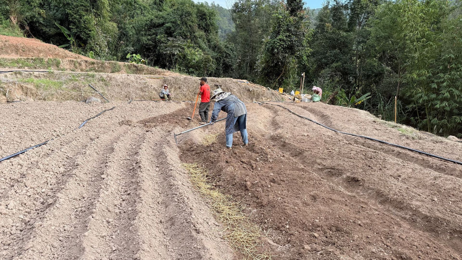 鱼腥草种植2 (16).jpg