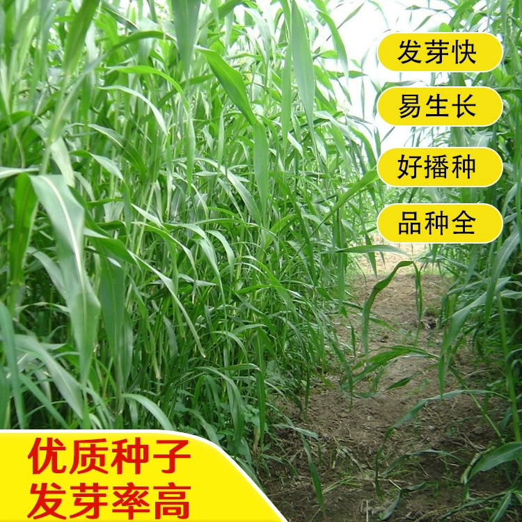 Семена волчанки, семена волчанки пастбищного типа, многолетние четырехсезонные гибридные кормовые семена, засухоустойчивые и многоразовые семена для разведения.