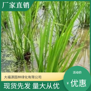 Base Wholesale Aquatic Plants, Water Bamboo, Emergent Plants, Large Amount of Water Greening, Favorable Specifications, Complete Specifications