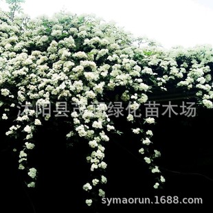 Self-Propagated Yellow-Flowered Wood-Scented Rose Variety, Yellow-Flowered Wood-Scented Rose, White-Flowered Wood-Scented Flower, Red-Flowered Wood-Scented Potted Plant