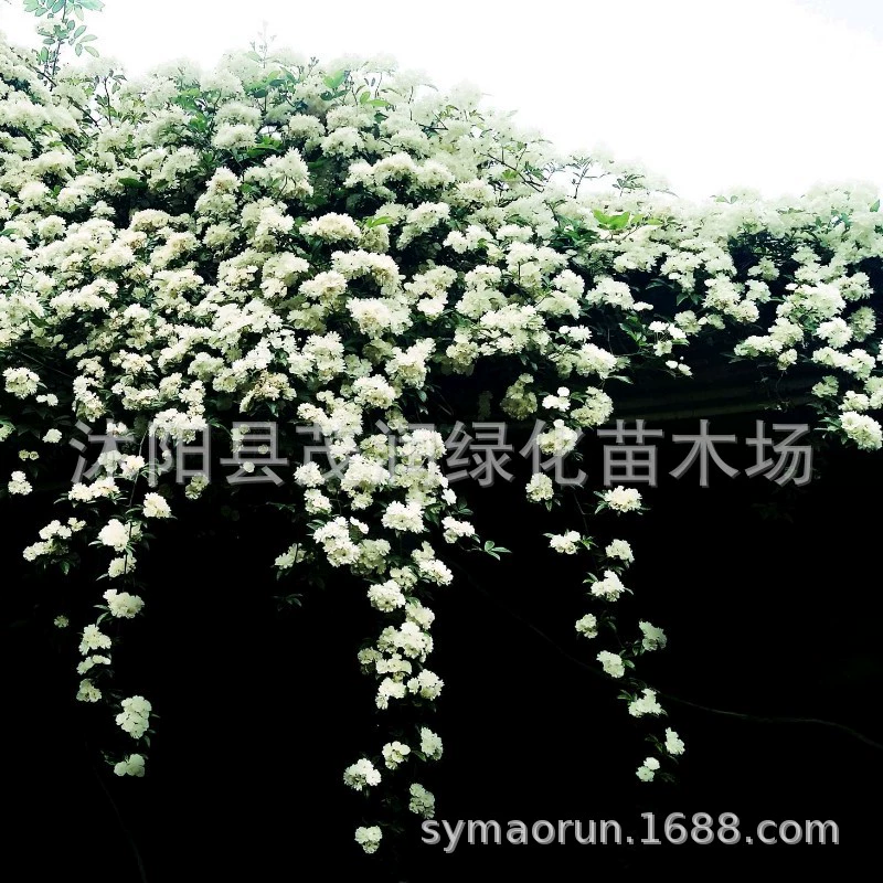 Домашний желтый цветок Древесный сорт роза Желтая Древесный цветок Белый древесный цветок красный Древесное растение в горшке