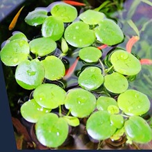 ��Ƽˮ�݈A��Ƽ����ˮ�|ˮ��GֲͥԺ�k�����~�r�����쾰Ư��ˮ��